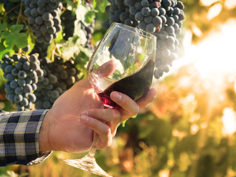 Exploring the World of Wine: Understanding Appellations and Regions
