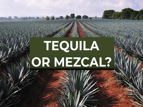 Tequila or Mezcal, What is the difference?