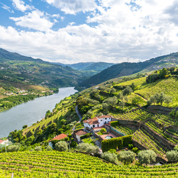 Wine - Douro
